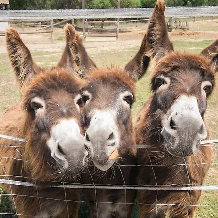 Holiday home Llorens